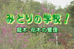 みどりの学校!庭木・花木の管理
