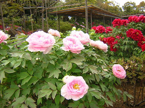 ڂ(2006.4.29)