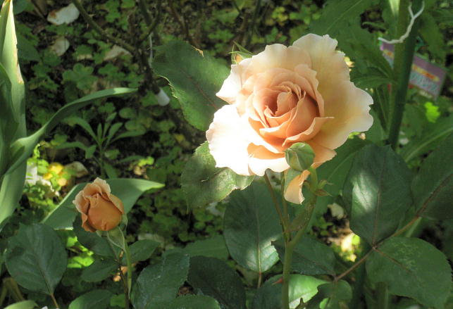 WA(2009.5.13)