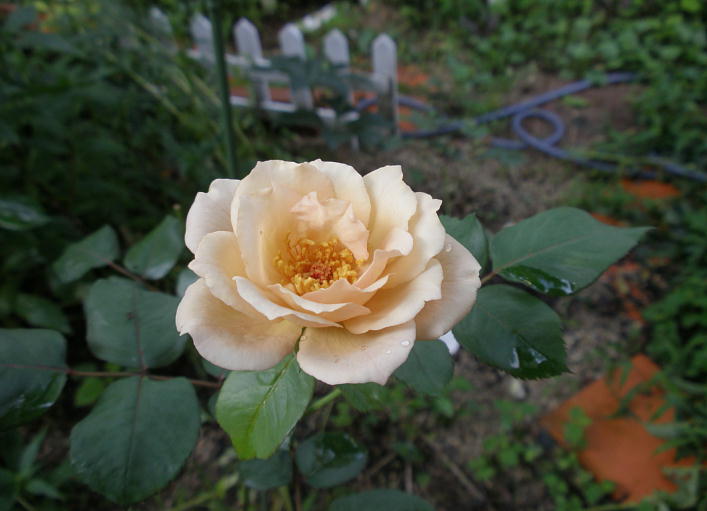WAi2010.7.18j